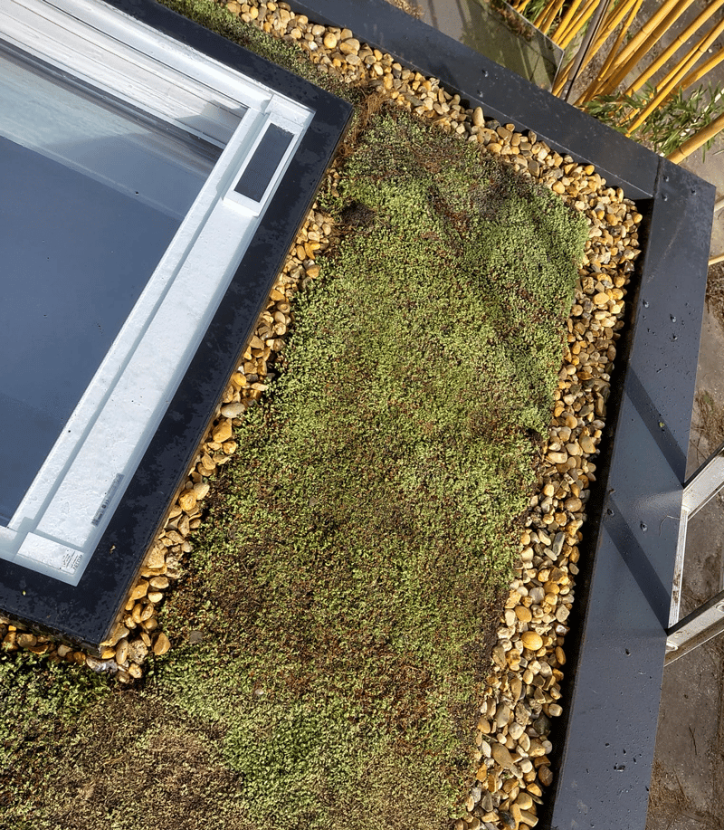 Sedumdak op een tiny house met dakraam, een groen dak dat zorgt voor extra isolatie, wateropvang en meer biodiversiteit.